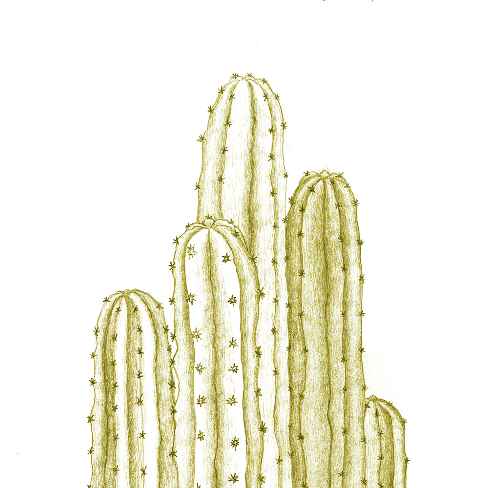 San pedro cactus 16x20 yellow izuus5