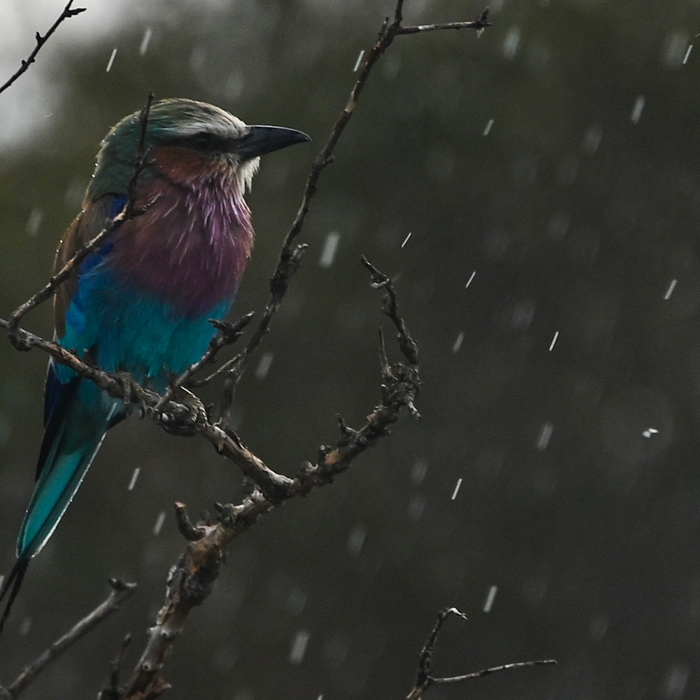 Michael reinhart   bird singing in the rain maasai mara kenya pwpd90