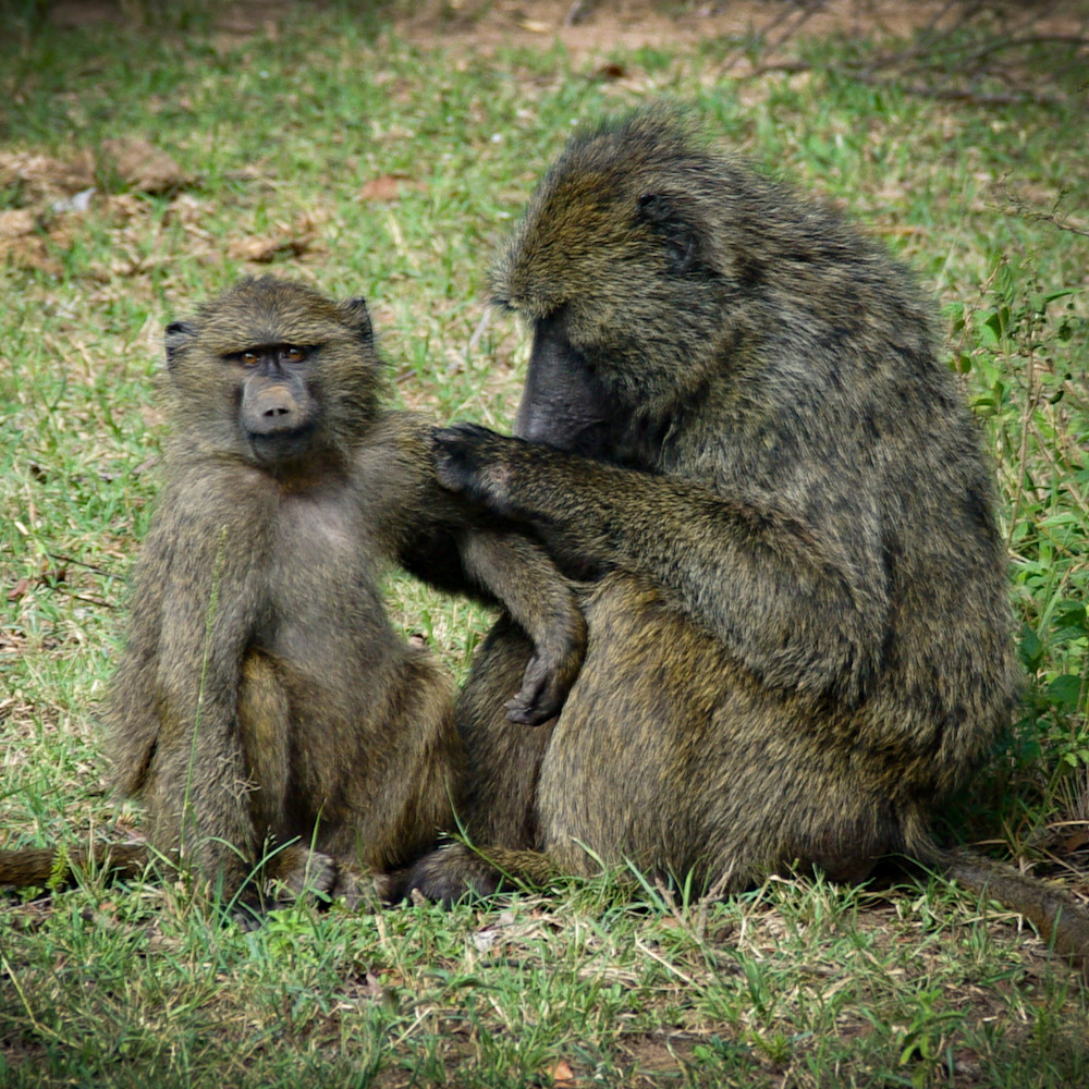 Michael reinhart   baboons grooming on the masaai mara mdsyxg
