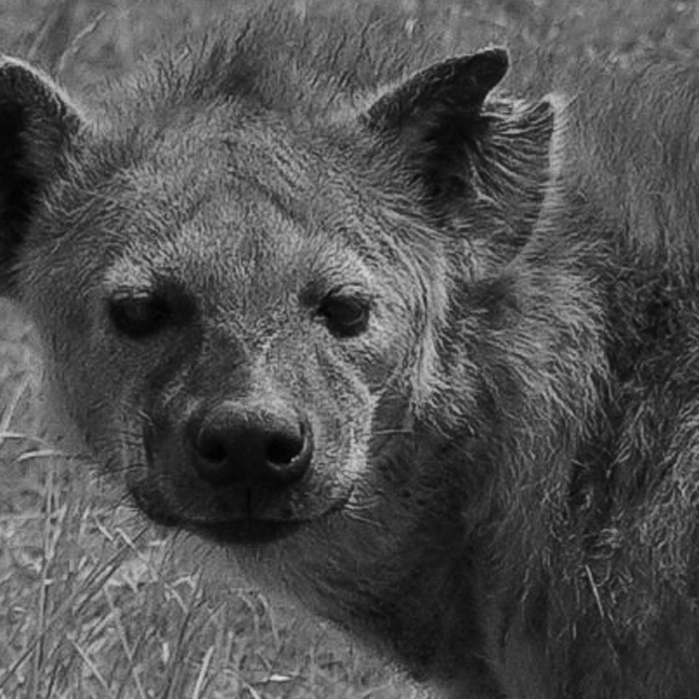 Michael reinhart   hyena rinzqw