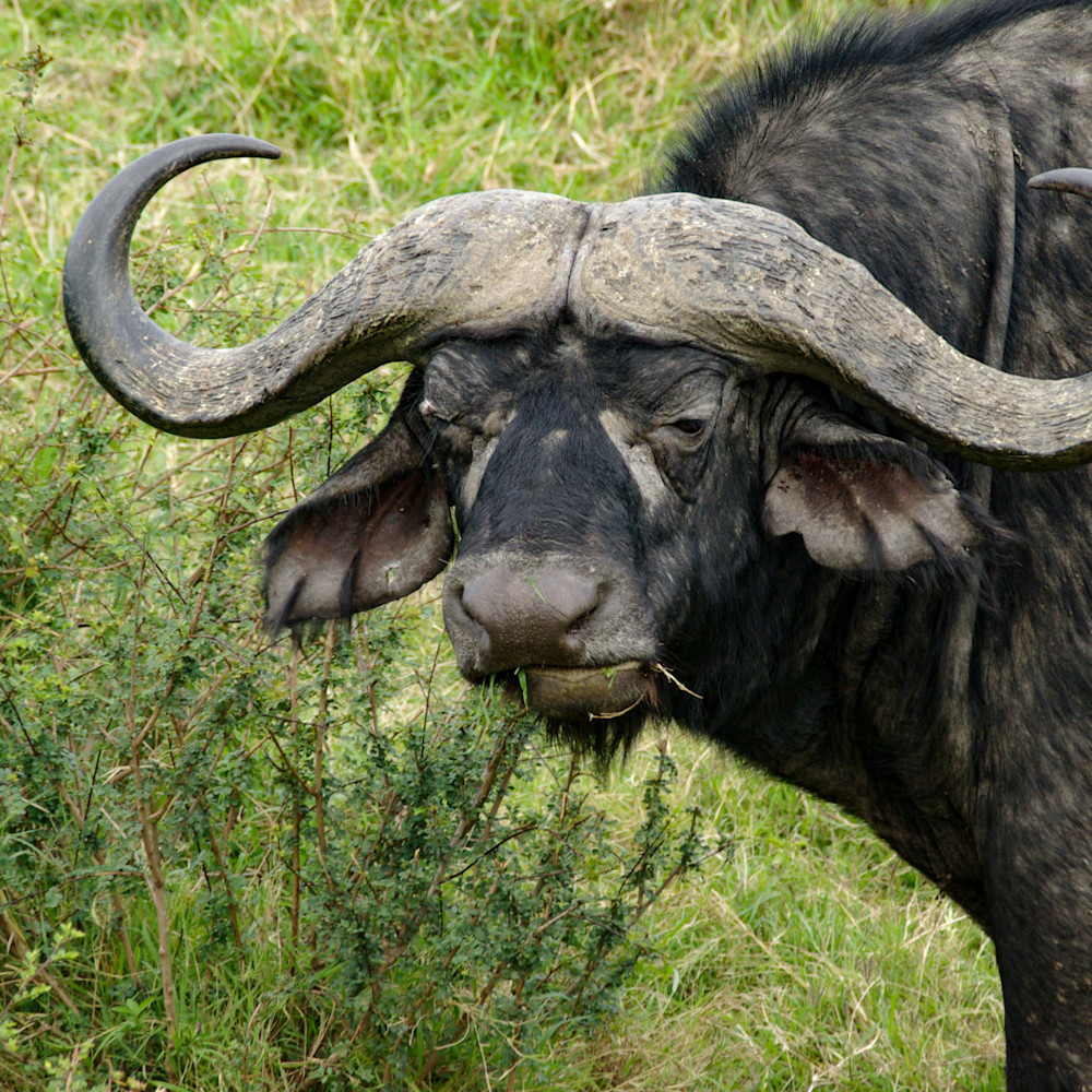 Michael reinhart   water buffalo maasia mara jnrhbf