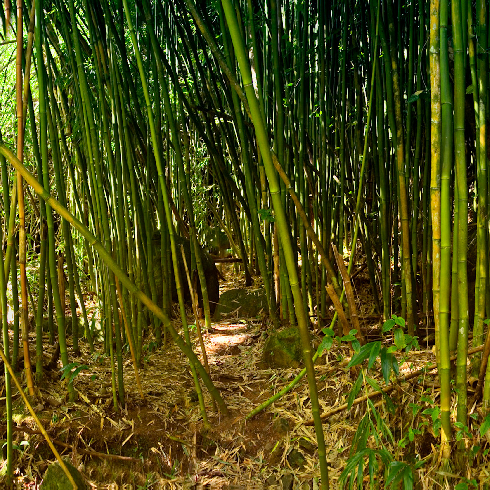 Bamboo forest pano xoobxp
