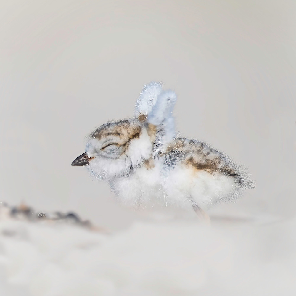 Piping plover chick edit bfx2z2