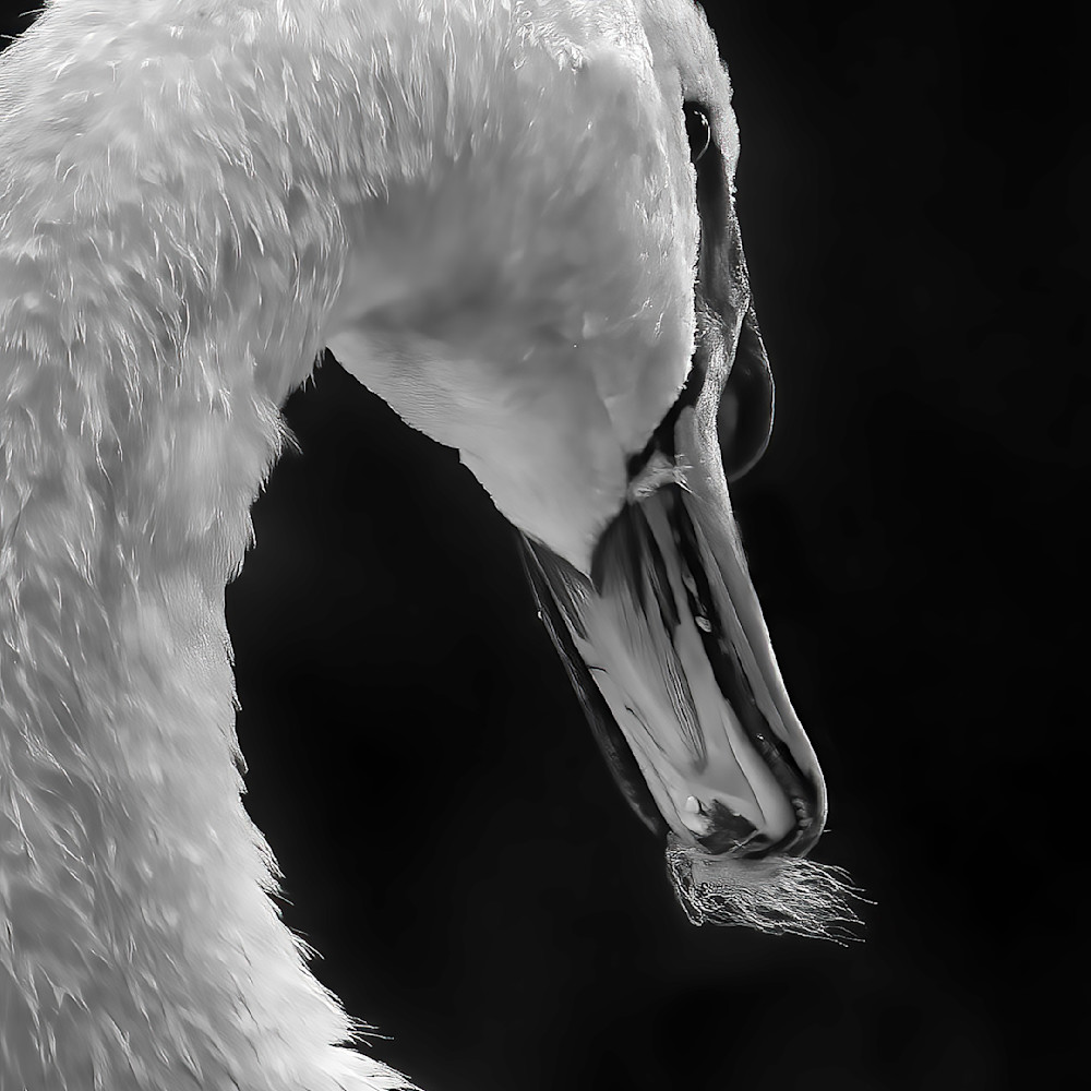 Swan with feather qu7y9s