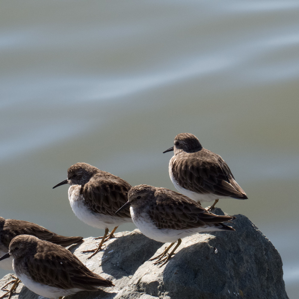 Birds on a rock mvaild