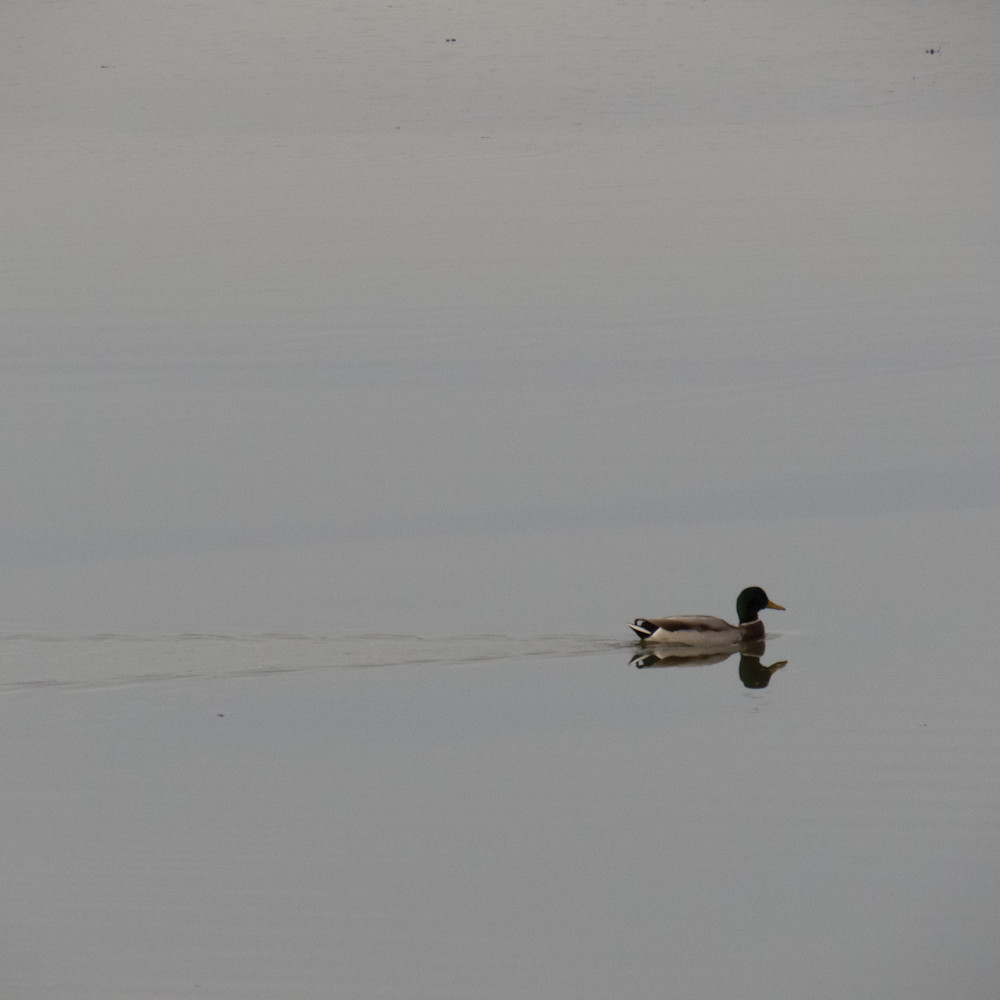 Lonely duck 1 iqgshi