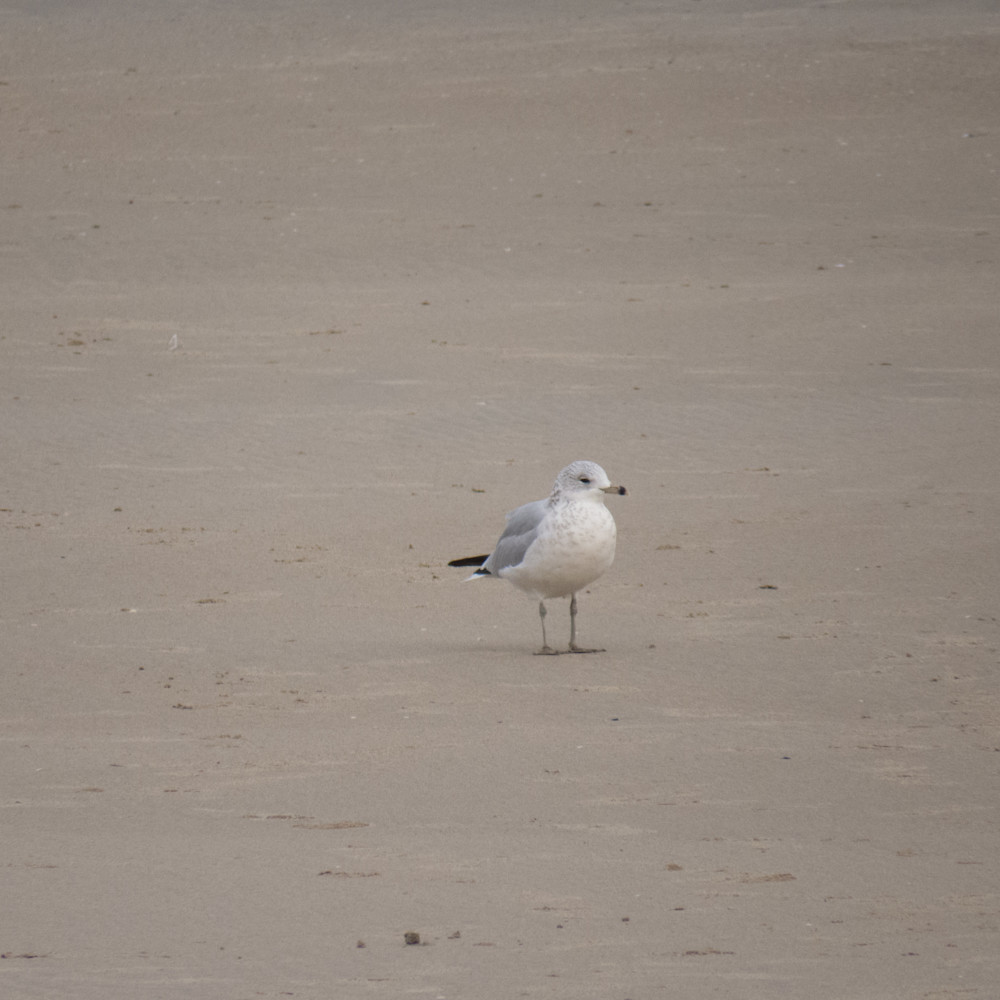 Maine seagull 3 o1dqjk