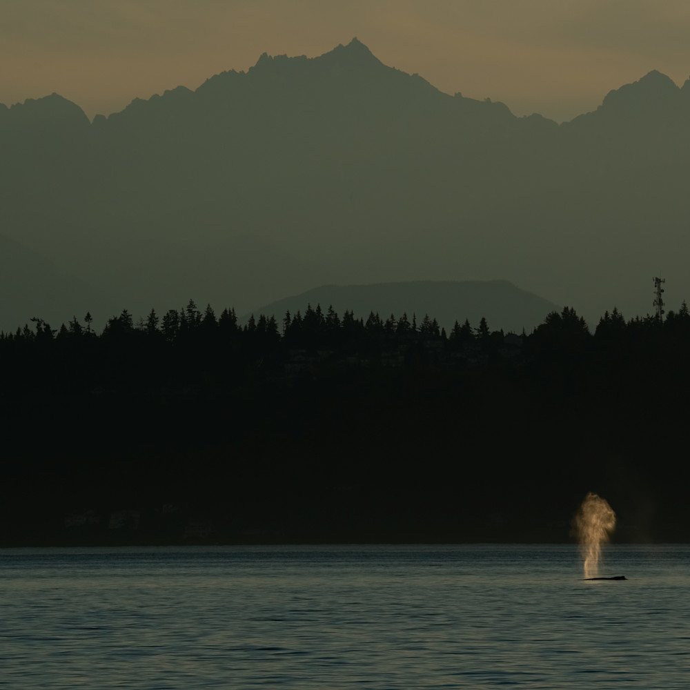 Sunset humpback cpzp2j
