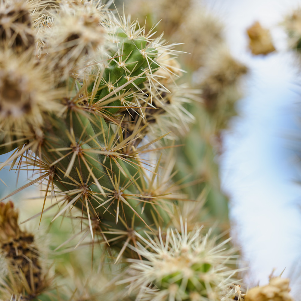 Prickly beauty jhmdji