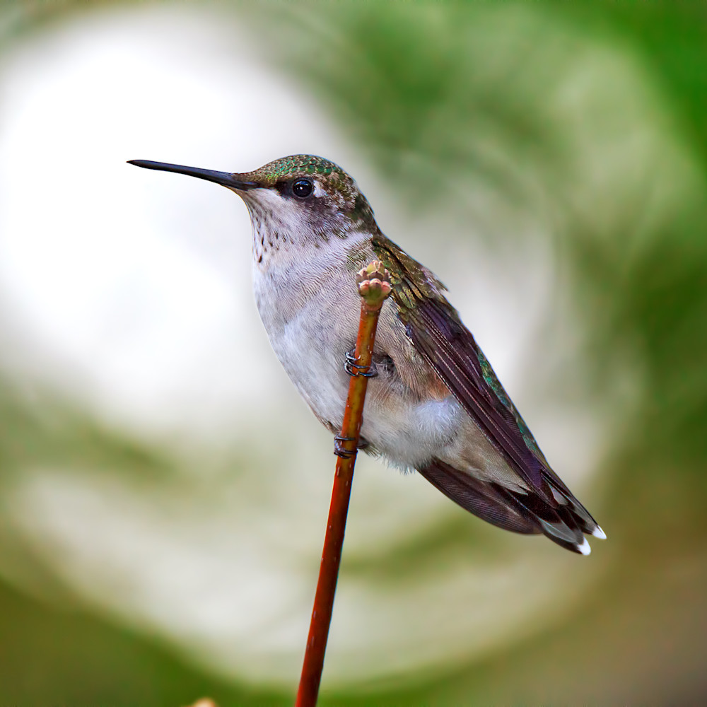 Resting hummingbird wp57ww