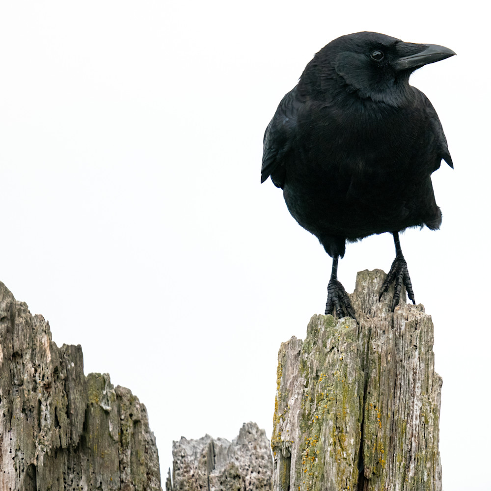 Crow on pylon bwohqq