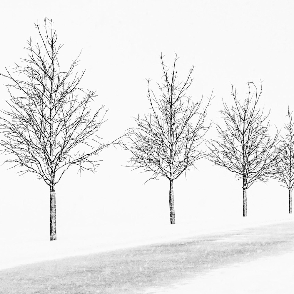 Four trees in snow nkn3ob