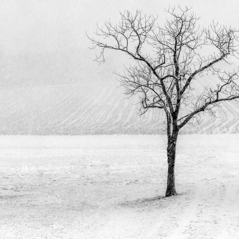Snowing solo tree vzkwq2