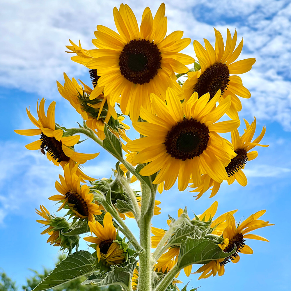 Sunflower 2 xz0k2j