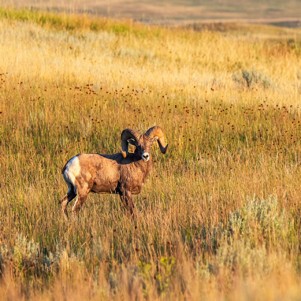 Andy crawford photography bighorn sheep on the prairie gstvzv
