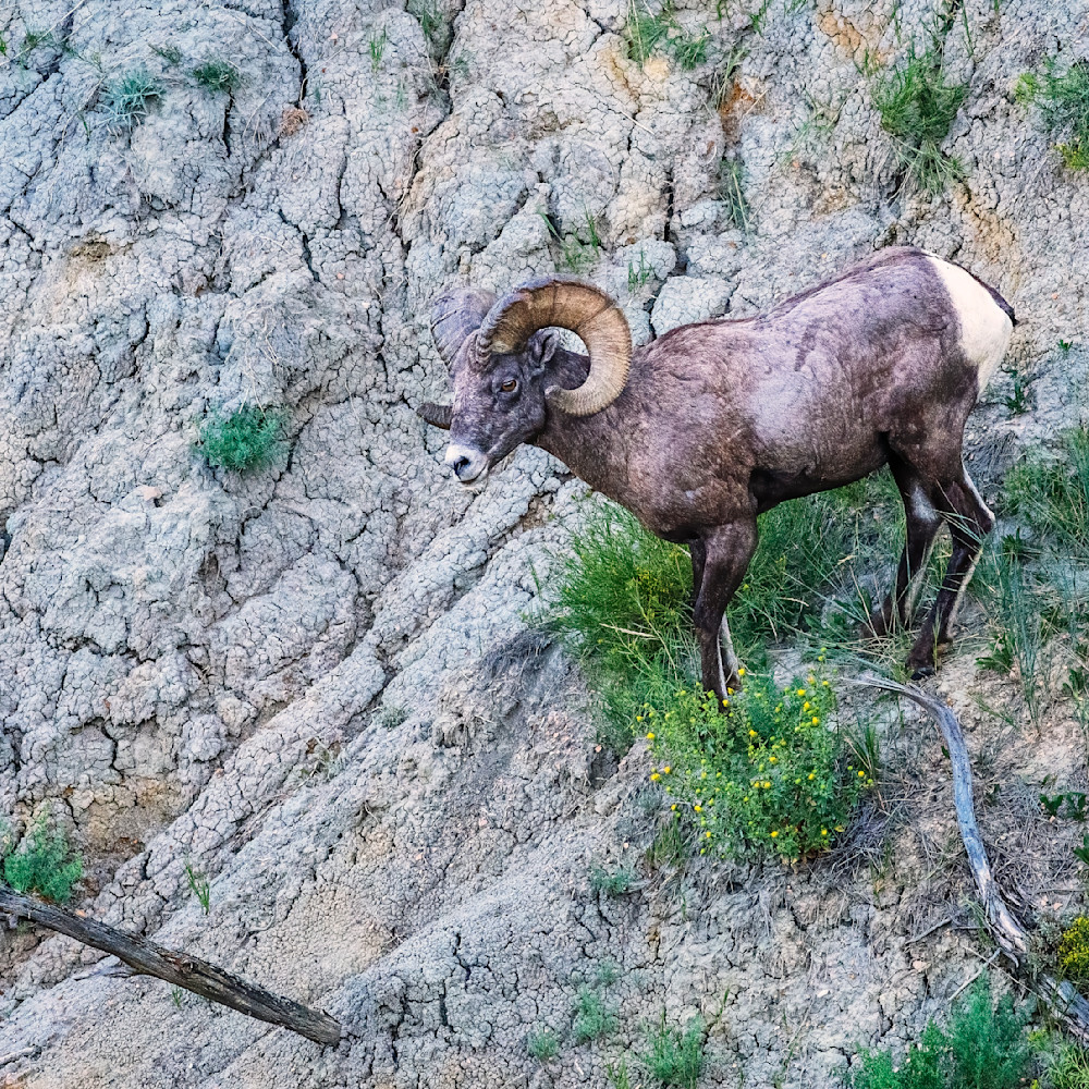 Andy crawford photography bighorn sheep in the badlands t4bmgq