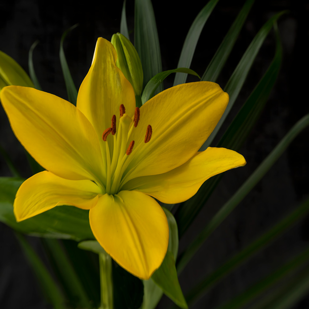 Yellow lily on green sca3ja