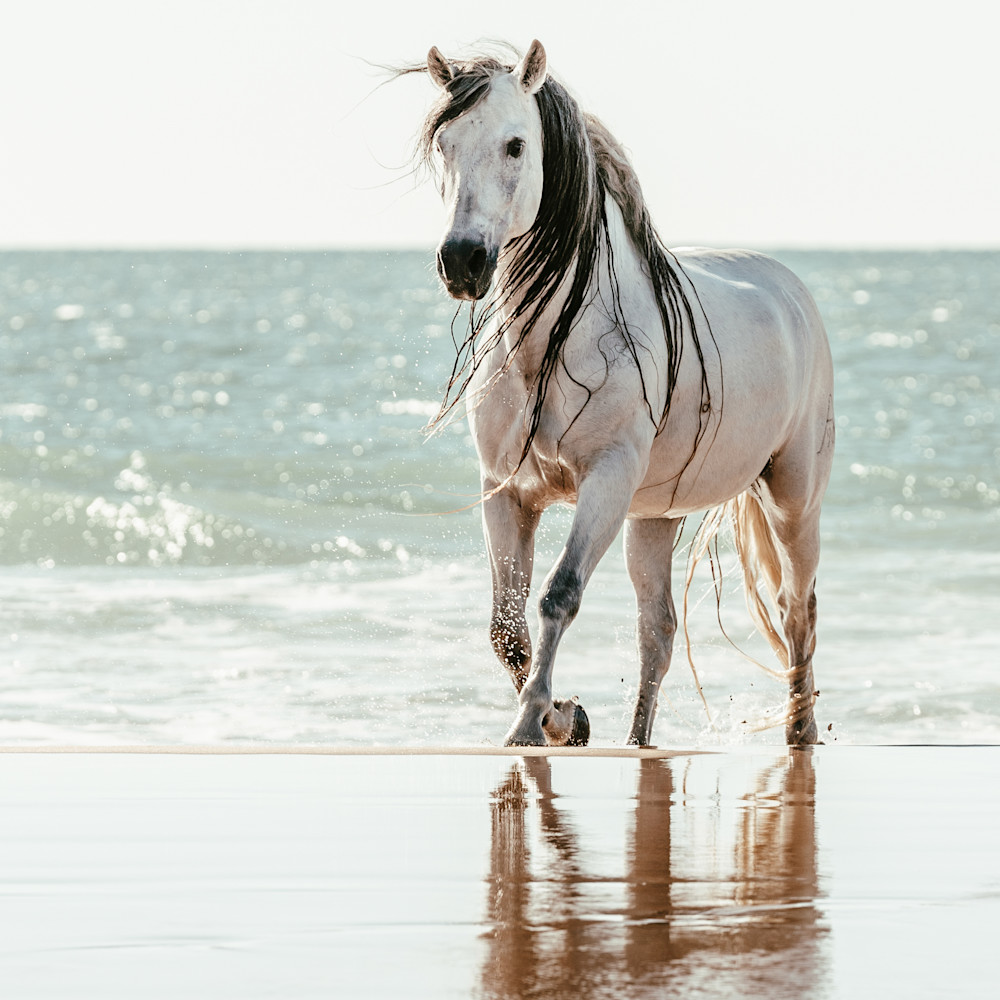 Sea horse mmwktx