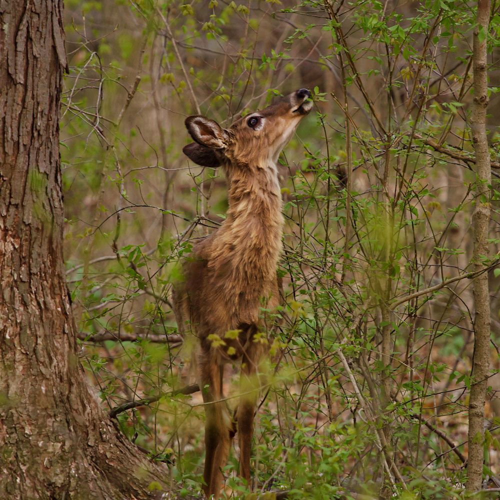 Foraging deer vomsdl