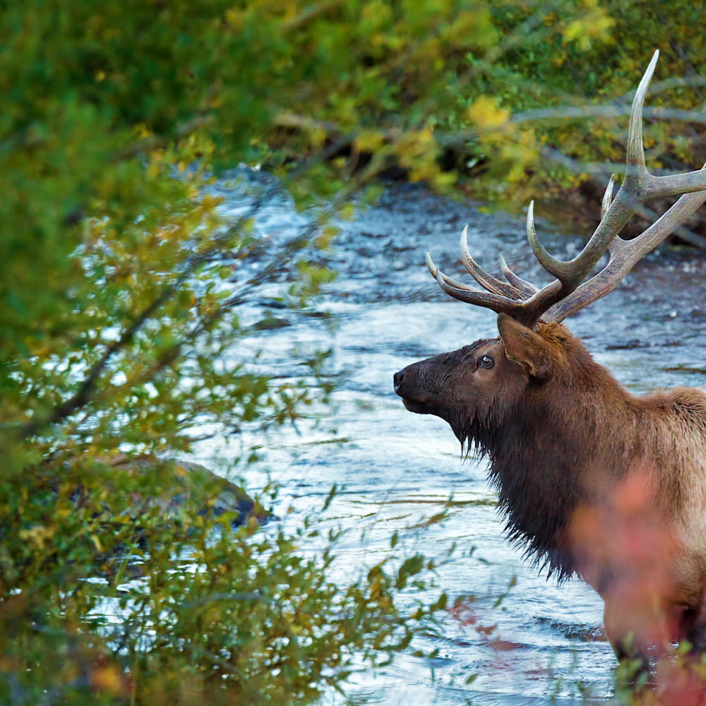 Elk crossing the stream p4st43