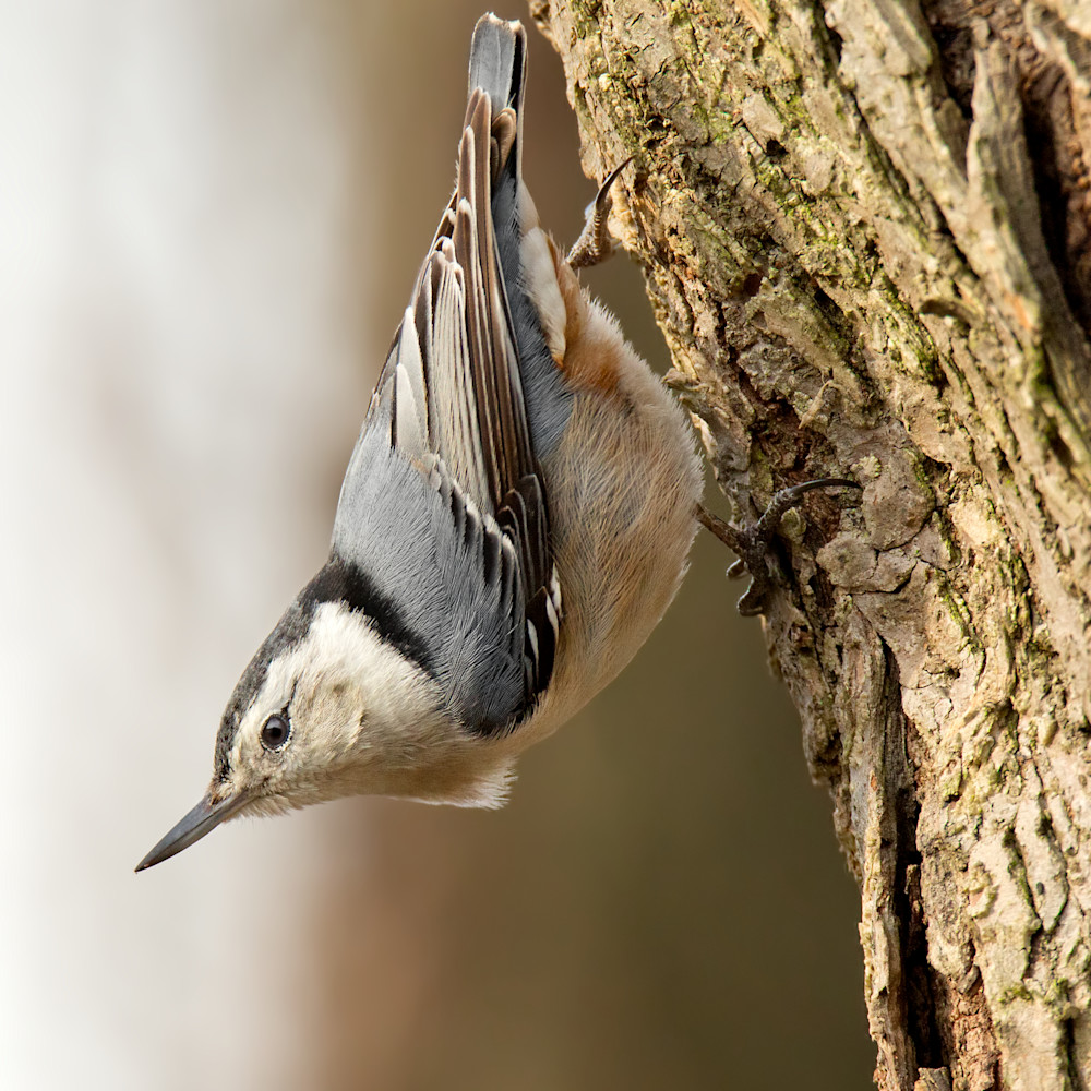 White breasted nuthatch c7i8k5