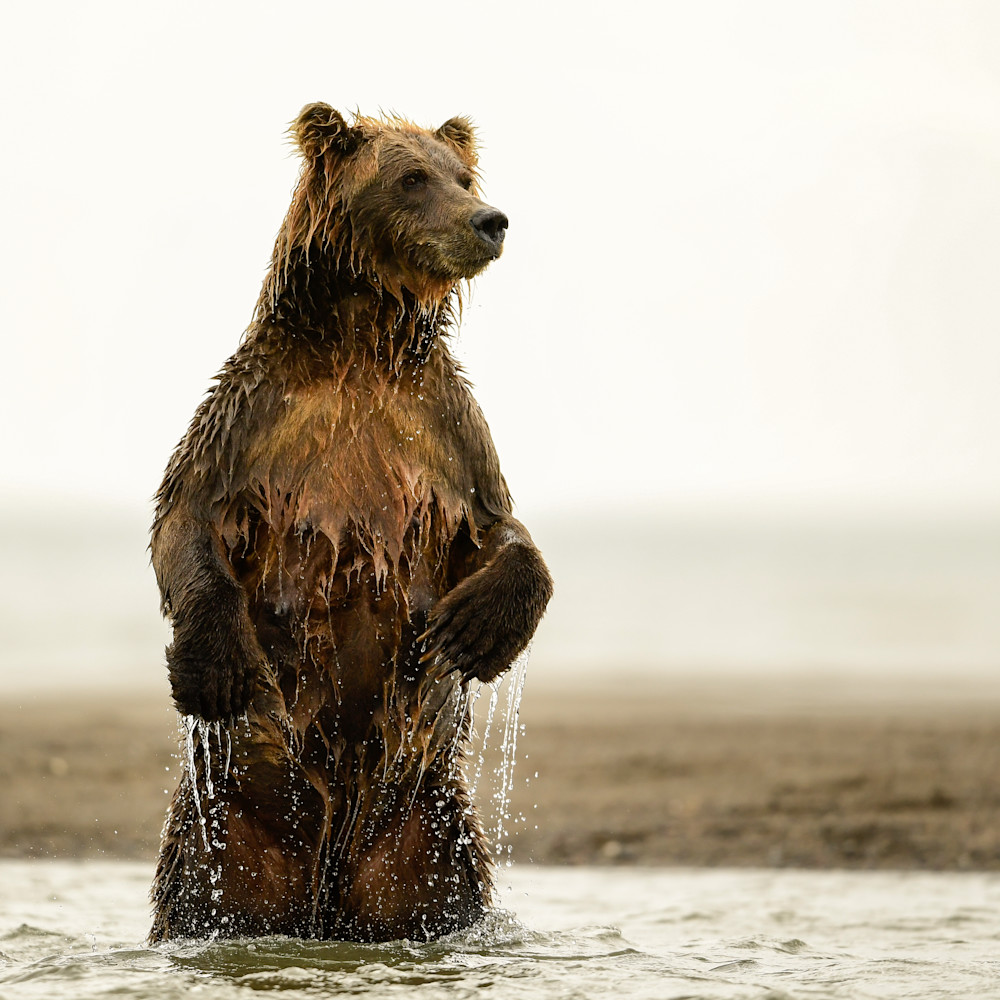 Alaska brown bear lake clark august 2018 dsc7144 wbebdj