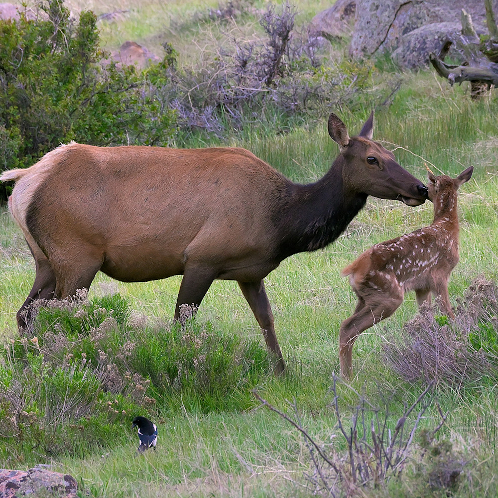 Elk mother young uesyya