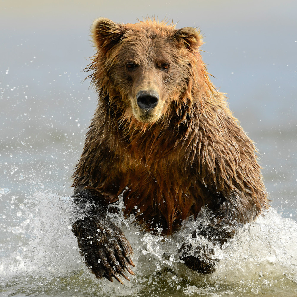 Alaska brown bear lake clark august 2018 dsc7881 u92lgn