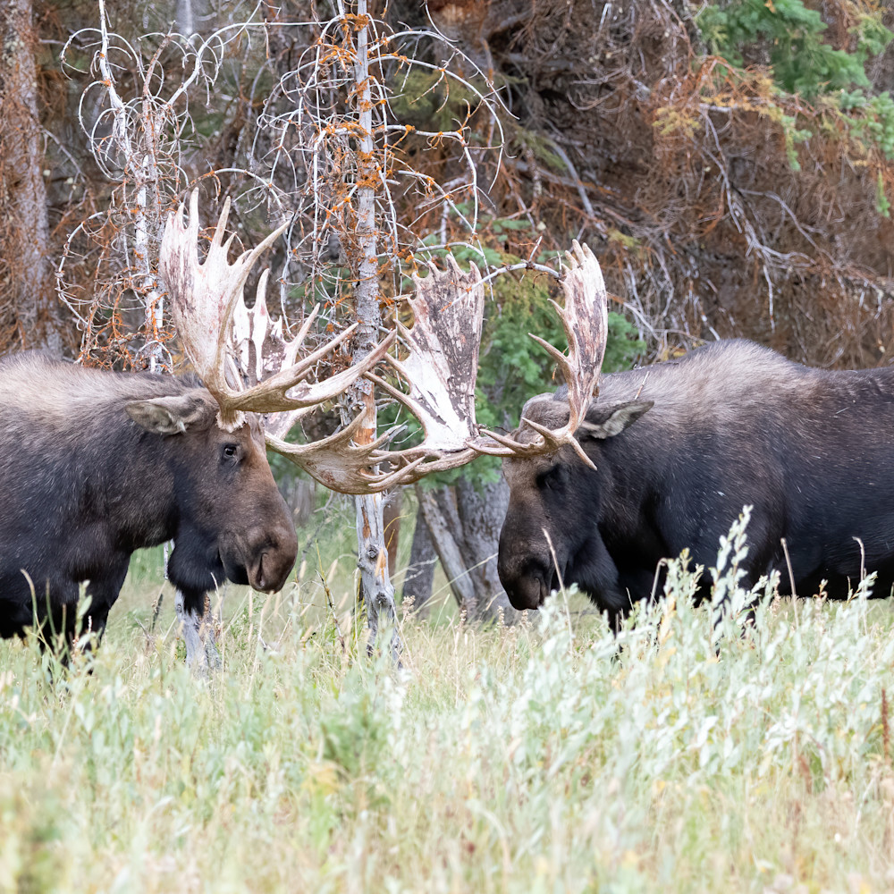 Bull moose fighting grand teton np sept 2020 dsc0729 auv6yl