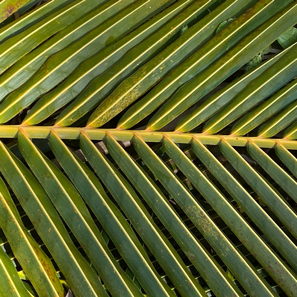 Palm leaf drfhxf