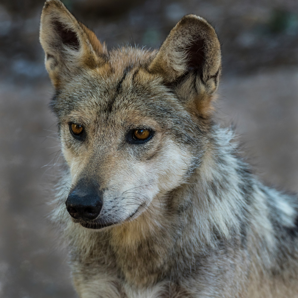 Mexican wolf kqf6sc