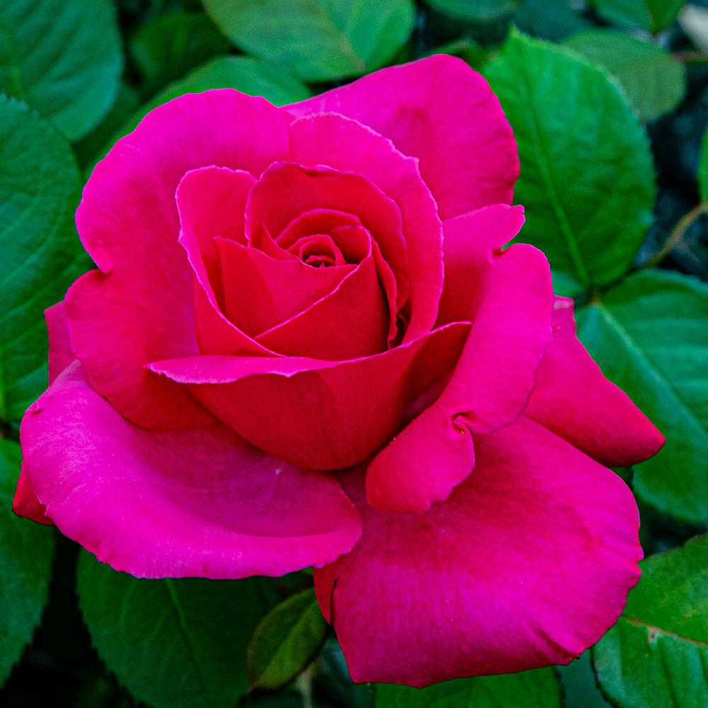 Rose red 2 a7nbhz