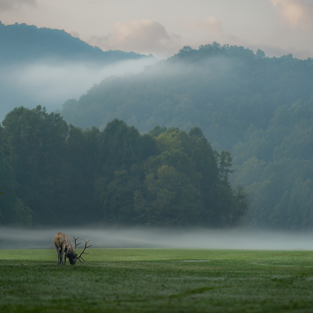 Elk in the mist ygtkbs