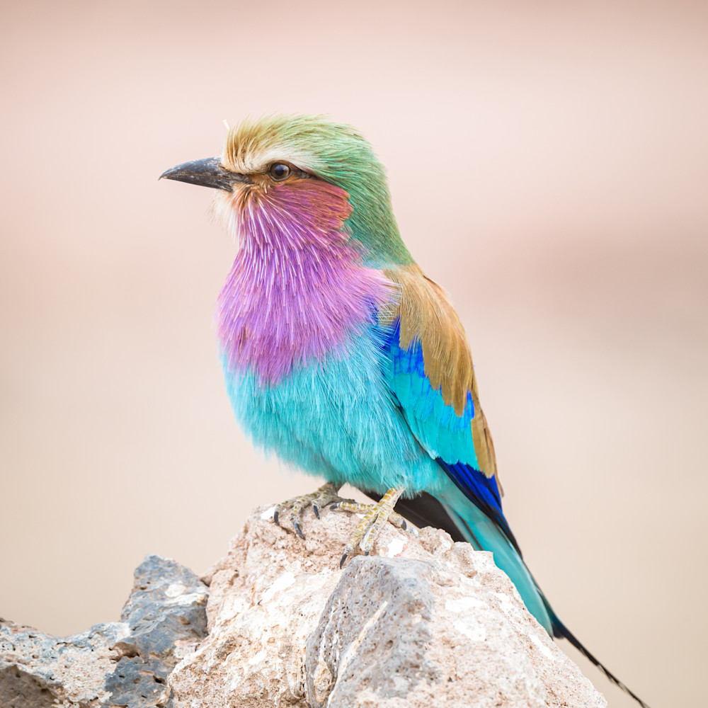 Lilac breasted roller vh125e