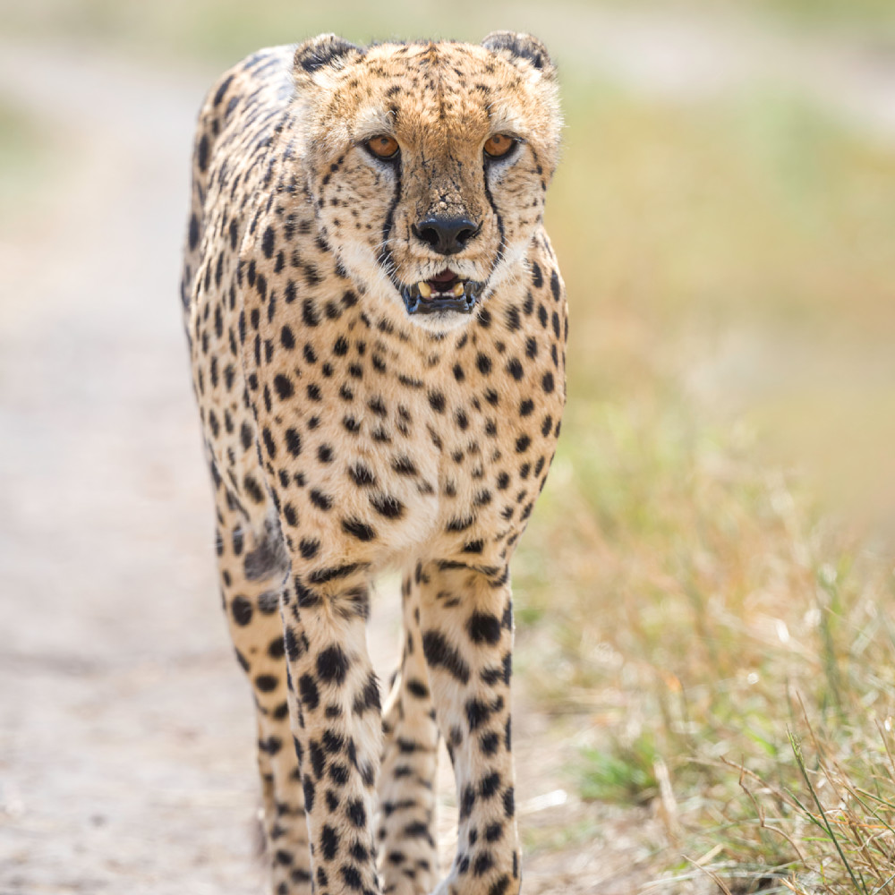 Cheetah2 ksu6b7