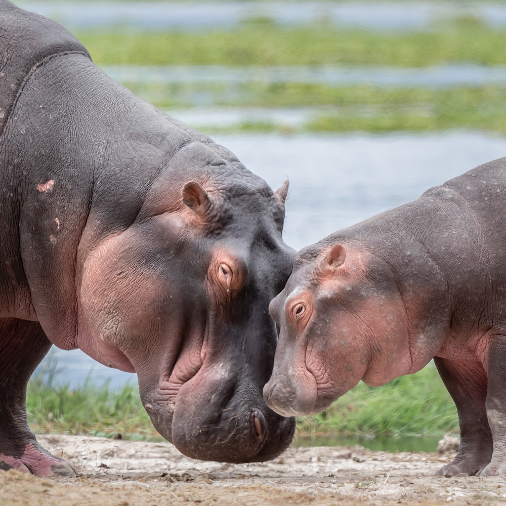 Hippos lkftcx