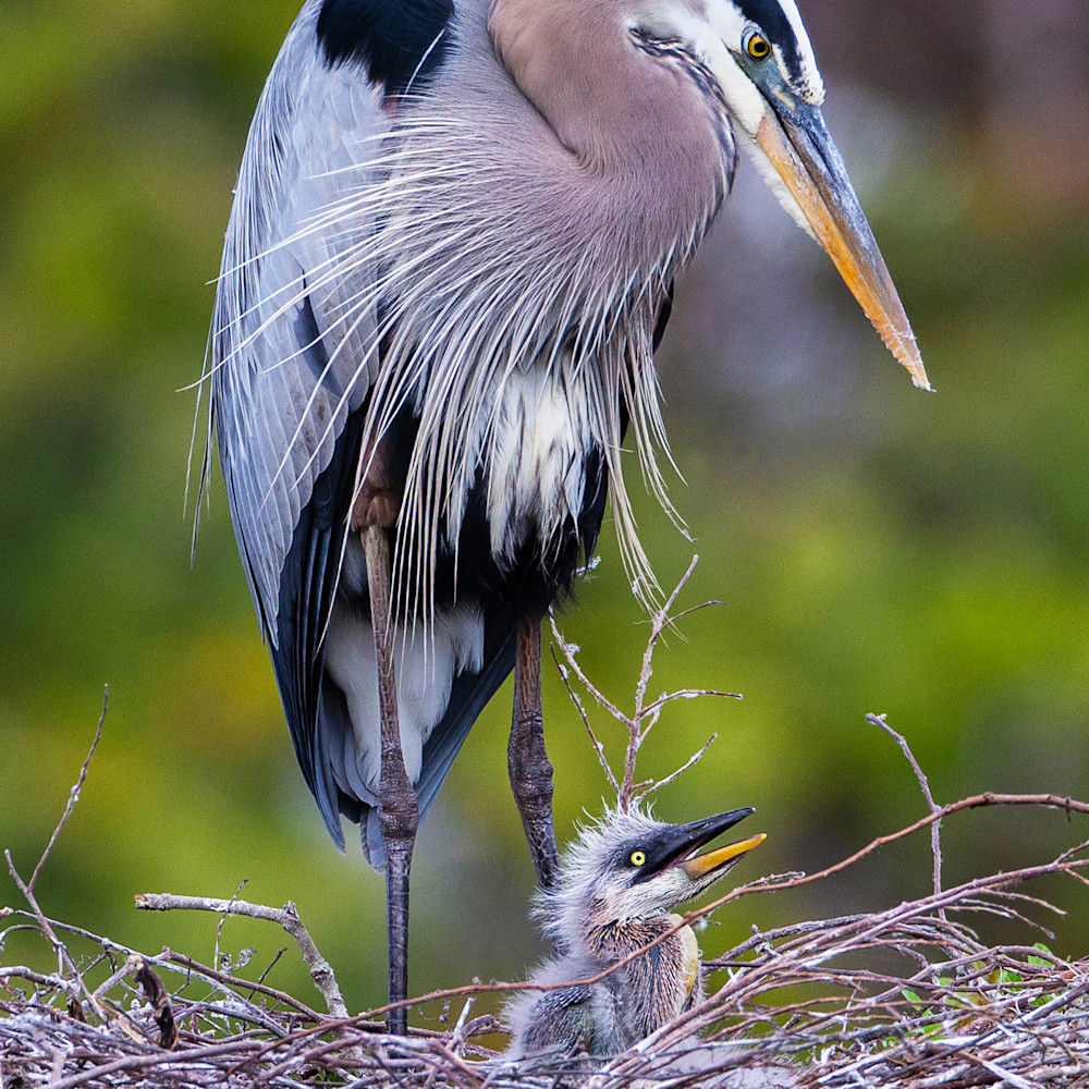 Deb ward   asf mommy and me great blue heron lg birds upnnig