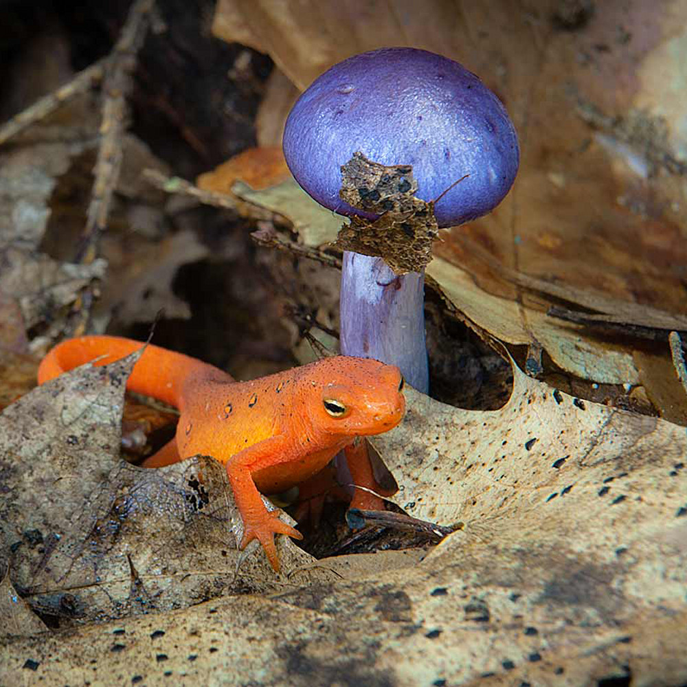 Red eft and purple mushroom jpg f9cnwn
