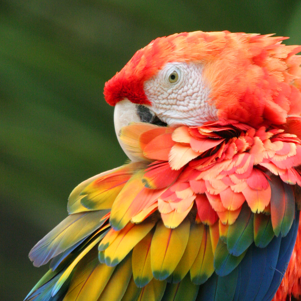 Scarlet macaw ukk7w8