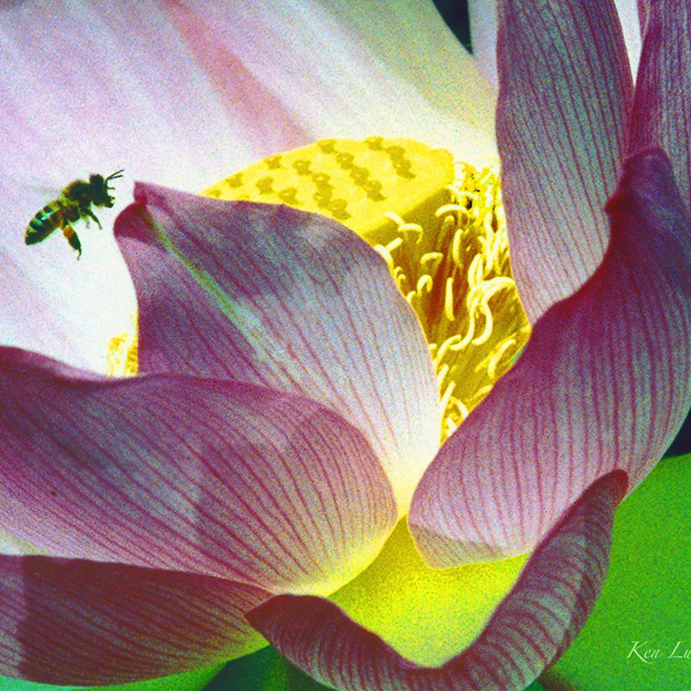 Lotus and bee lwkll9