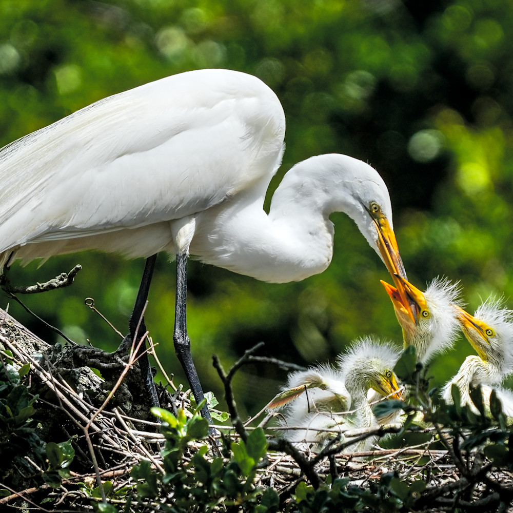 Great white egret feeds its young ypfmvm