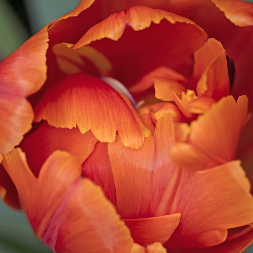 Cindy karchner   orange tulip ct6ckc