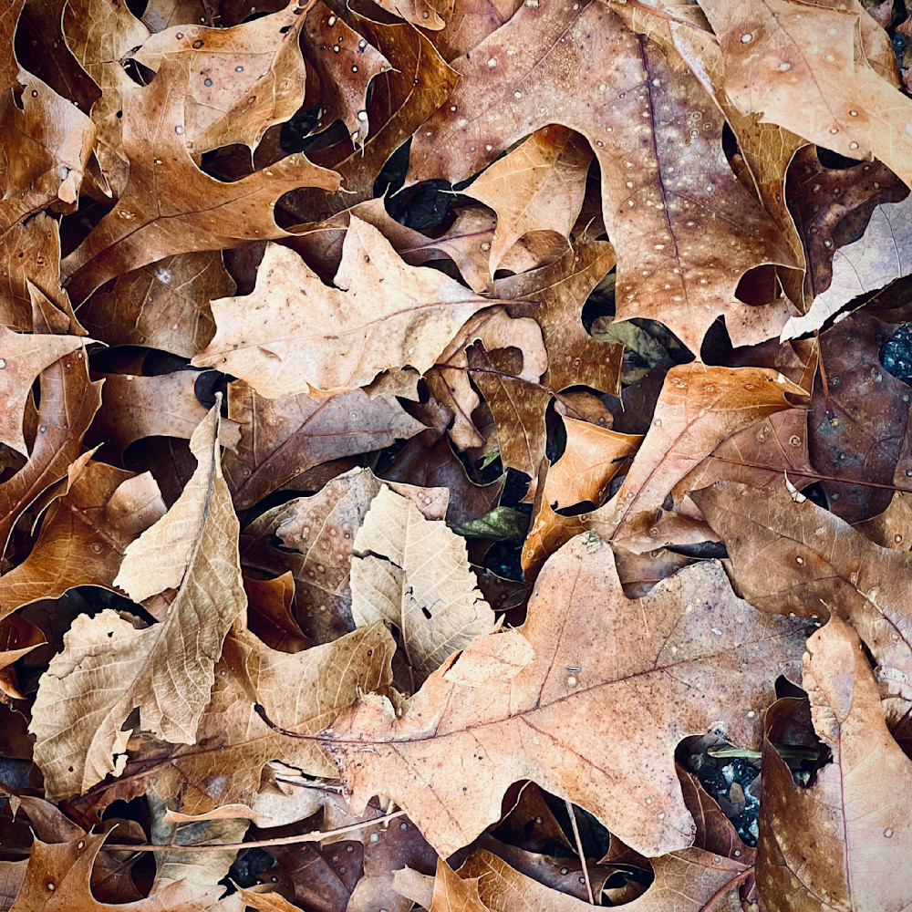 Autumn leaves copy zoixal