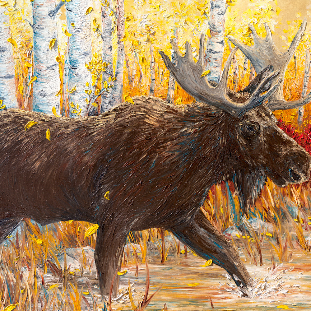 Bull moose in the aspens  lighter version t2hqcz