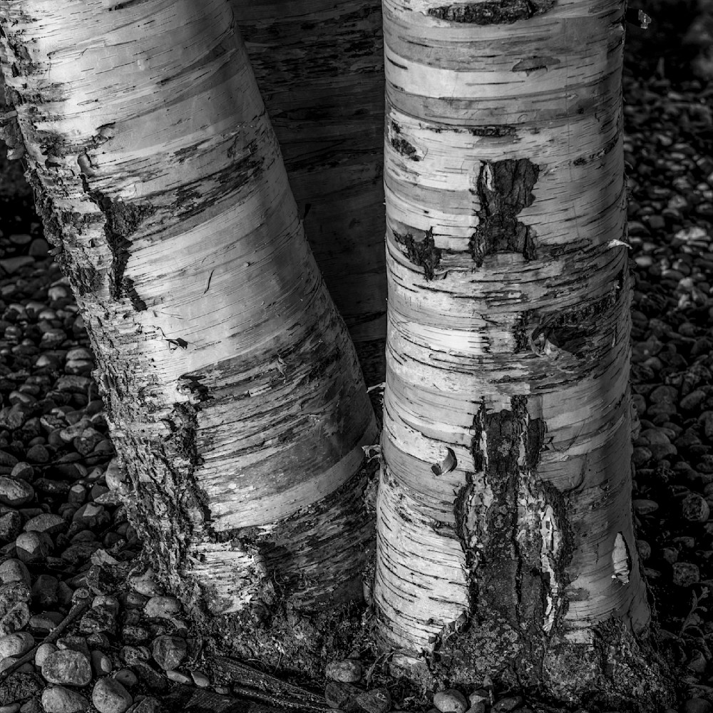 Dp757 birch tree trunks b w cfkkkq