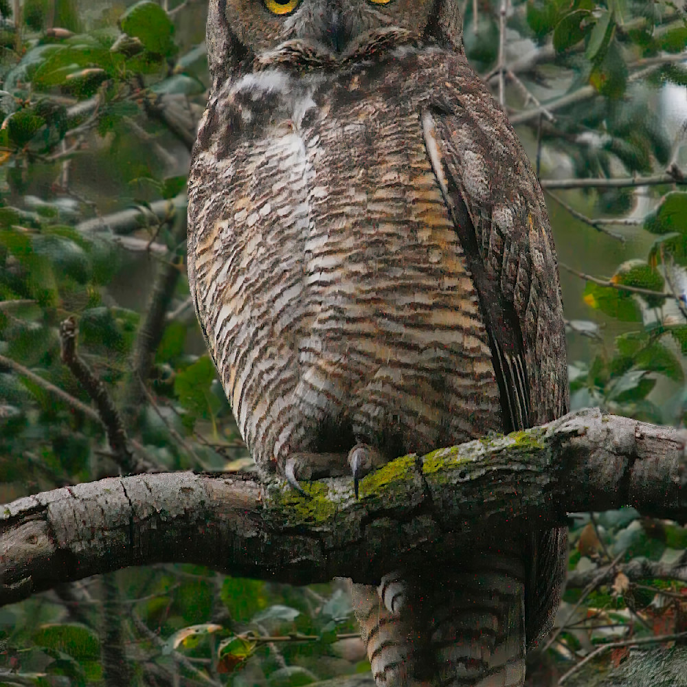Great horned owl loxoeu