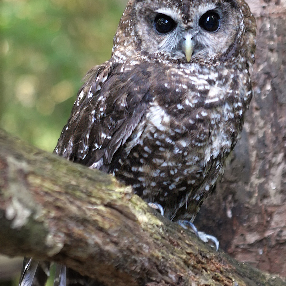 Spotted owl szllvq