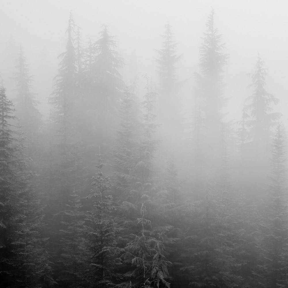 Forest in the fog huckleberry ridge washington 2022 ejfmzr