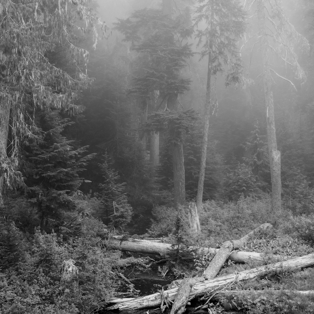 Misty forest huckleberry ridge washington 2022 guhcvz