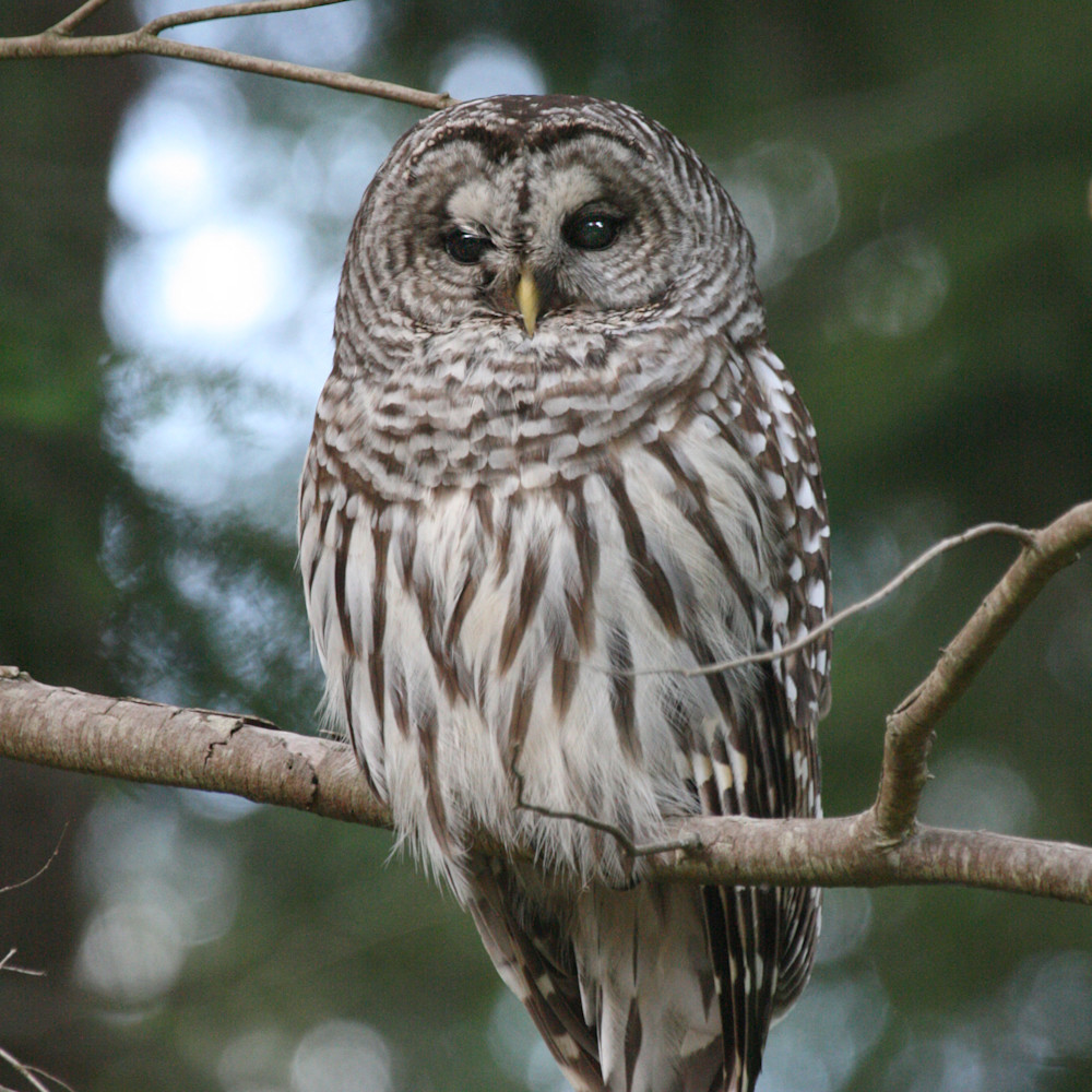 Barred owl wgd1ky